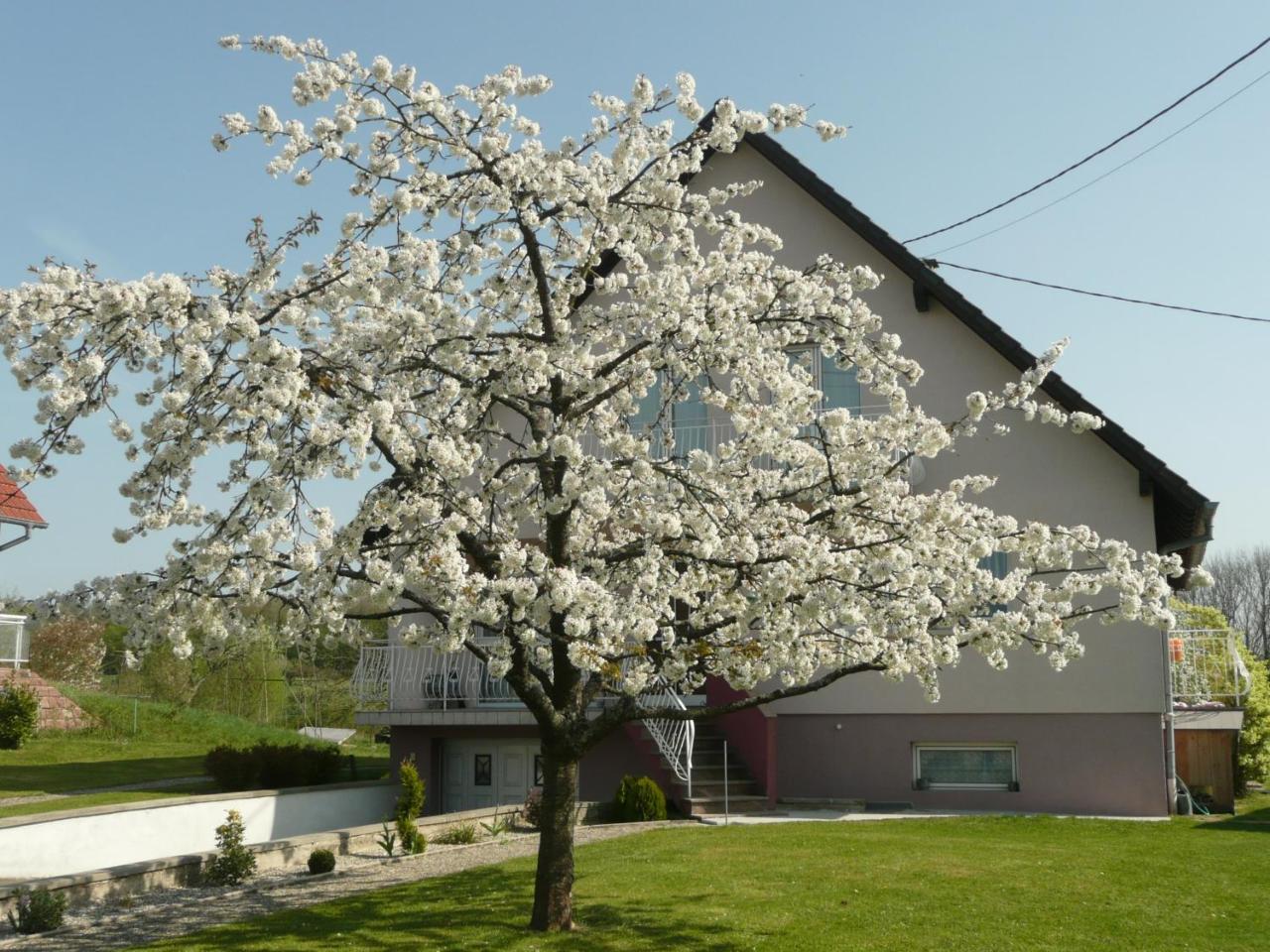 Bed and Breakfast Chez Anny Et Jean Au Mittelbuehl-Reichshoffen Exterior foto
